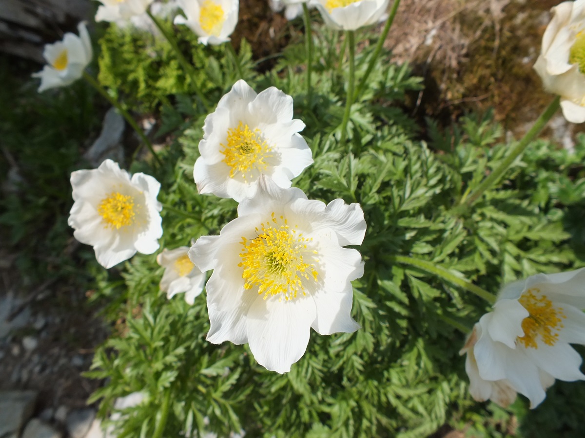 Fleur de montagne