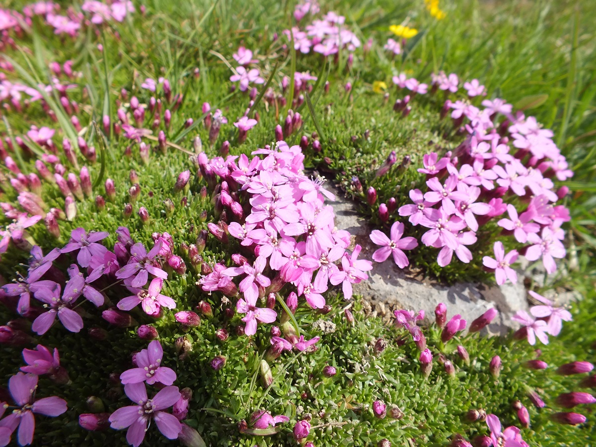Fleur de montagne