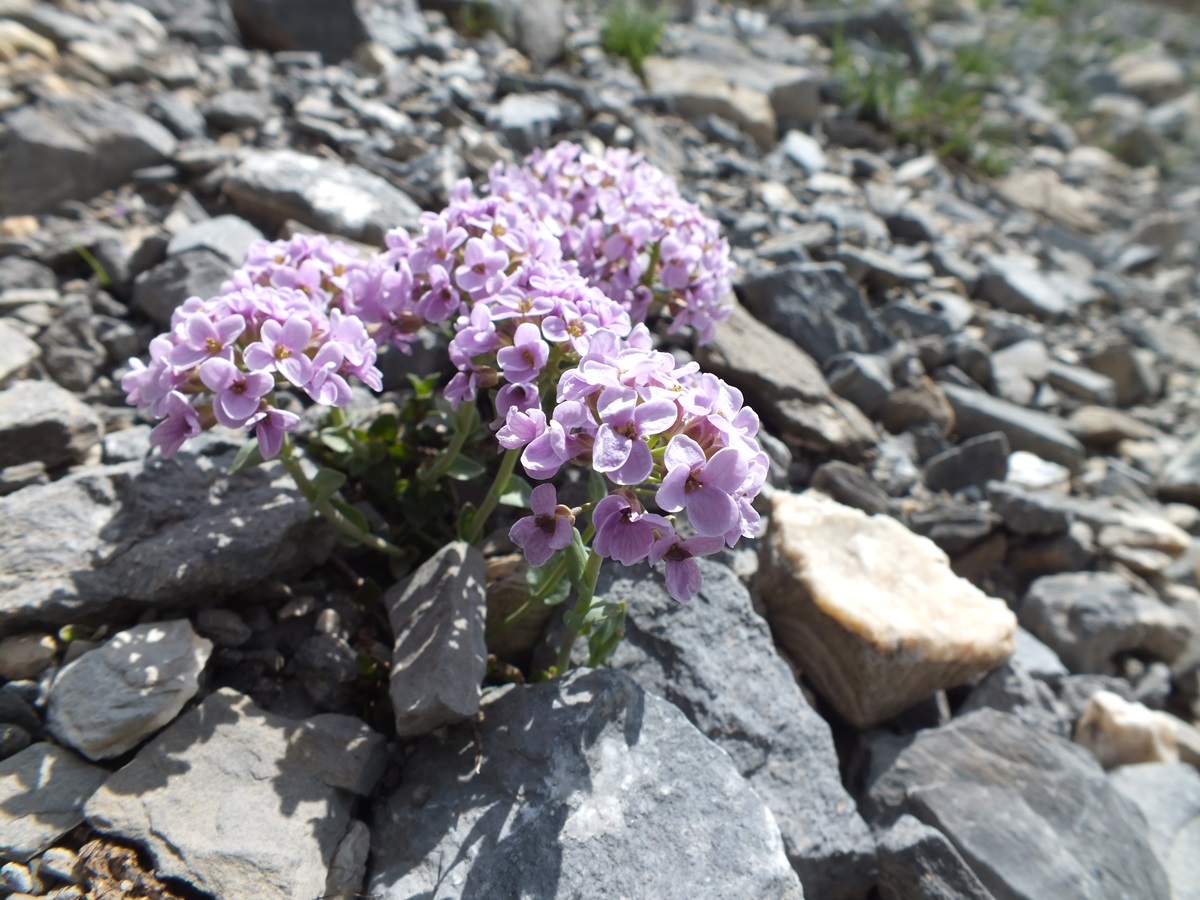 Fleur de montagne
