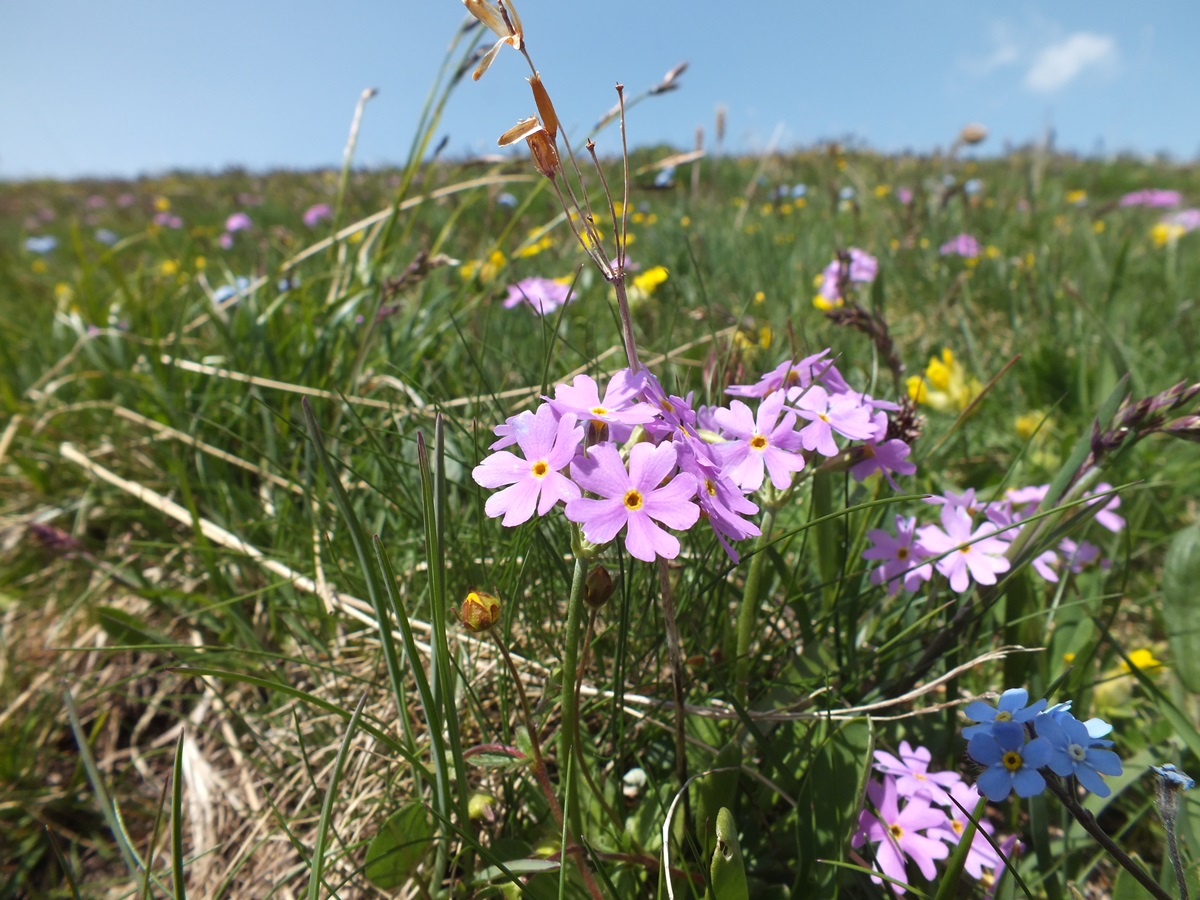 Fleur de montagne