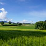 Paysage de plaine